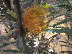 Banksia stuposa