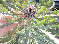 Banksia stuposa