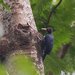 Northern Sooty-Woodpecker - Photo (c) Carmelo López Abad, some rights reserved (CC BY-NC), uploaded by Carmelo López Abad