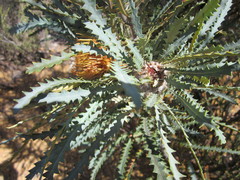 Banksia stuposa