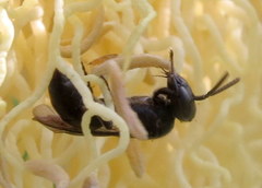Hylaeus difficilis