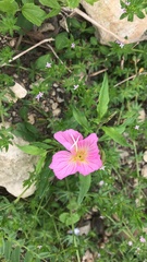 Oenothera rosea