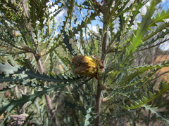Banksia stuposa