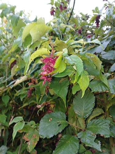 Leycesteria formosa
