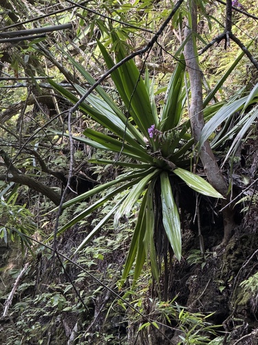 Furcraea foetida, 2026-04-24
