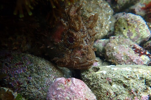 Scorpaena porcus