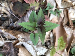 Monarda bradburiana