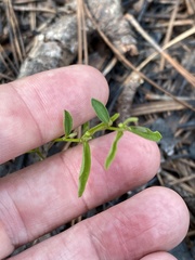 Euphorbia curtisii