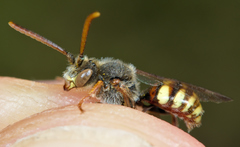 Nomada ruficornis