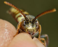 Nomada ruficornis
