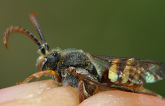 Nomada ruficornis