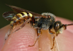 Nomada ruficornis