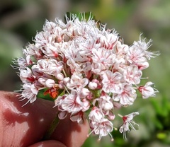 Eriogonum fasciculatum fasciculatum