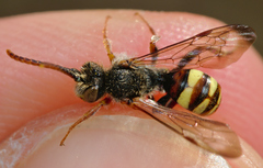 Nomada ruficornis