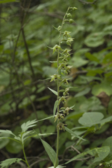 Epipactis papillosa
