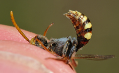Nomada ruficornis