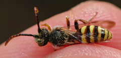 Nomada ruficornis
