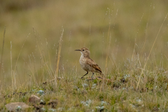 Geositta cunicularia
