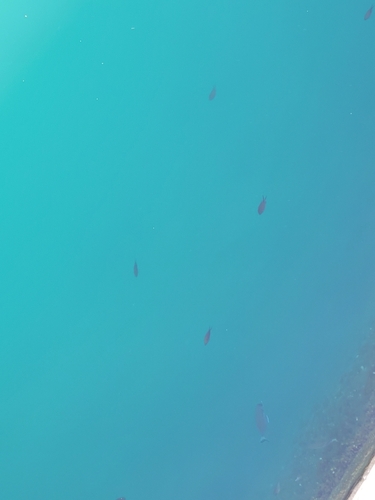 Chromis chromis