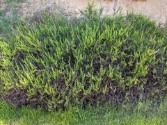 Eriogonum fasciculatum fasciculatum
