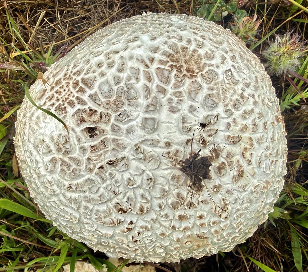 Calvatia booniana · April 2026 · photo: © hllrnnr (iNaturalist, cc0)