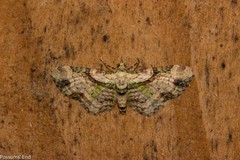 Chloroclystis sphragitis