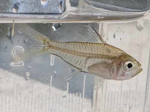 Estuarium-glasbaarsje (Ambassis marianus) — Ambassidae — 5