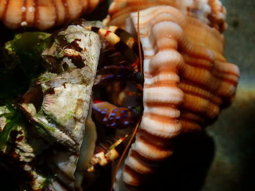 Calcinus imperialis observed 2026-04-27