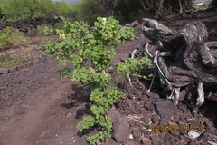 Capparis sandwichiana