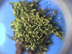 Claopodium rostratum