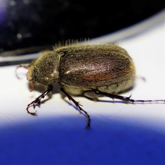 Phyllophaga crenulata