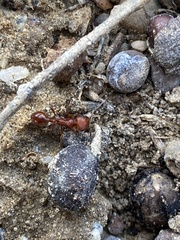 Pogonomyrmex occidentalis
