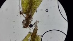 Ptychostomum moravicum