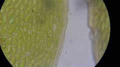 Ptychostomum moravicum