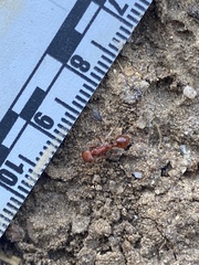 Pogonomyrmex occidentalis