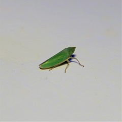 Draeculacephala inscripta