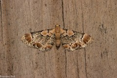 Chloroclystis lichenodes