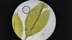 Ptychostomum moravicum