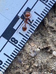 Pogonomyrmex occidentalis