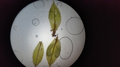 Ptychostomum moravicum