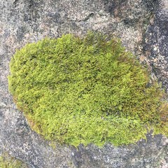 Claopodium rostratum