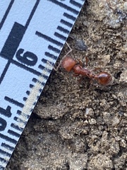 Pogonomyrmex occidentalis