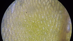 Ptychostomum moravicum