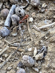 Pogonomyrmex occidentalis