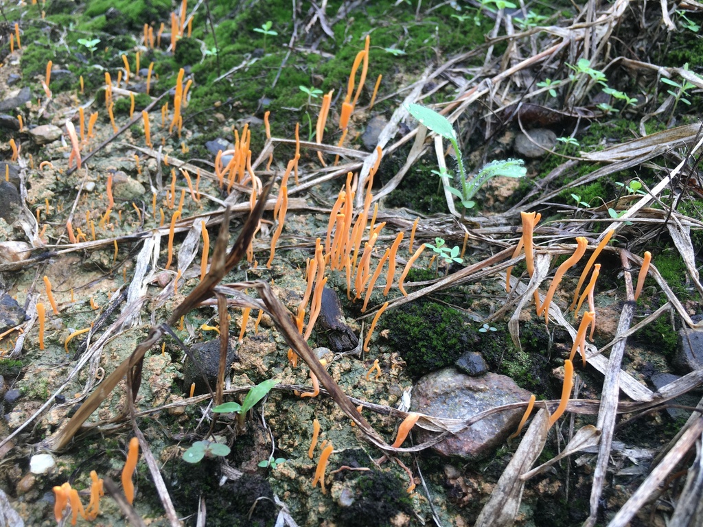 Sulzbacheromyces