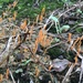 Sulzbacheromyces yunnanensis - Photo (c) Rene, algunos derechos reservados (CC BY-NC), subido por Rene