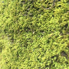 Claopodium rostratum