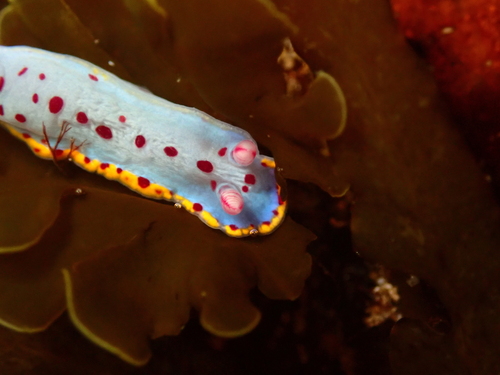 Hypselodoris bennetti
