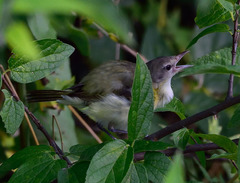 Vireo bellii