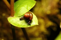 Habroconus